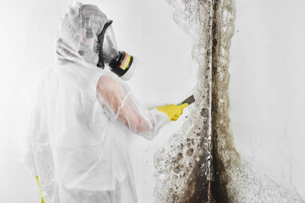 Best Affordable Mold Removal  in Anadarko, OK