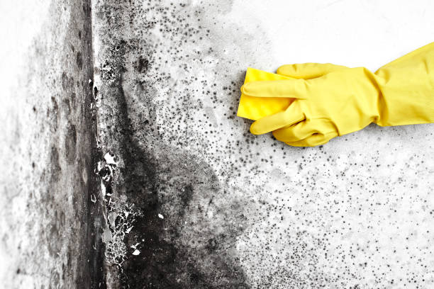 Best Local Mold Removal Service  in Anadarko, OK
