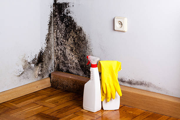 Best Mold Remediation  in Anadarko, OK